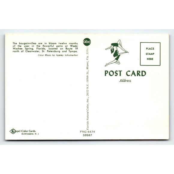 Postcard Weeki Wachee Springs Florida Bougainvillea Flowers Mermaids Chrome - Picture 2 of 2